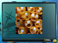 무료 다운로드 Nat Geo Adventure: Ghost Fleet 스크린샷 3