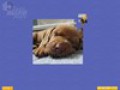 무료 다운로드 Super Jigsaw Puppies 스크린샷 3